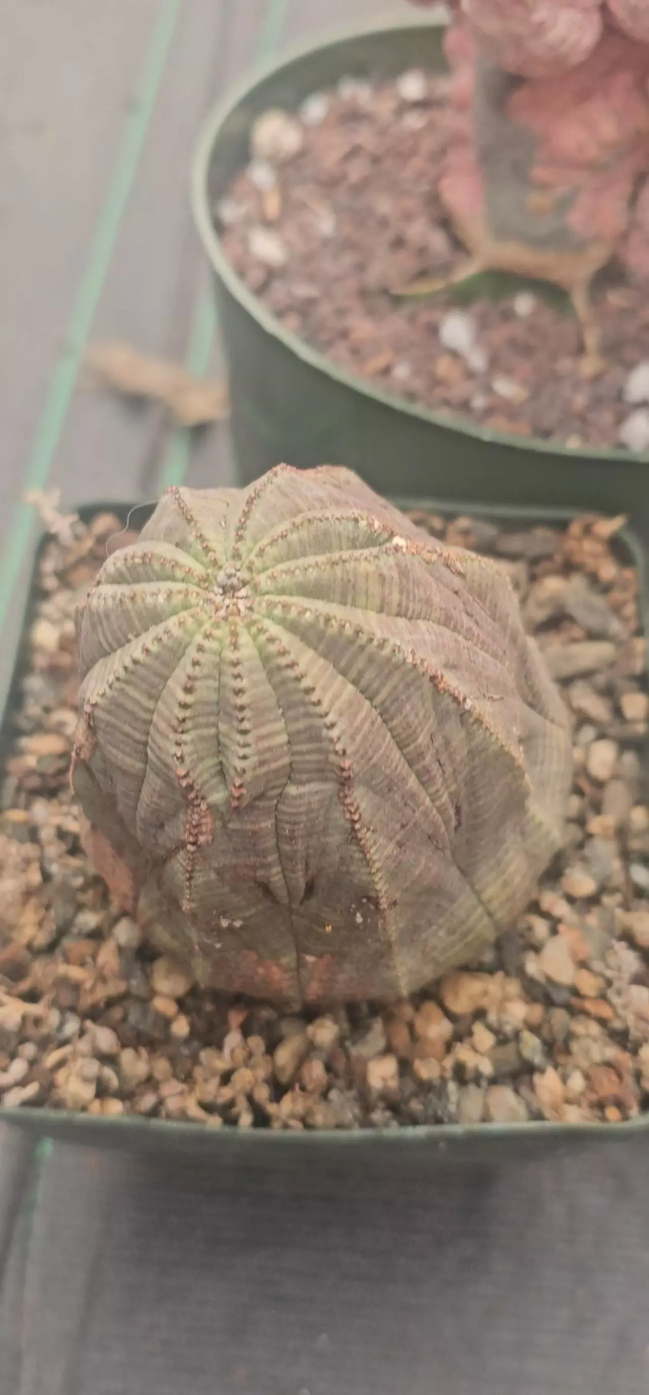 plant/Bundle worth $525-1