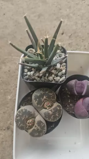 plant/Bundle worth-1