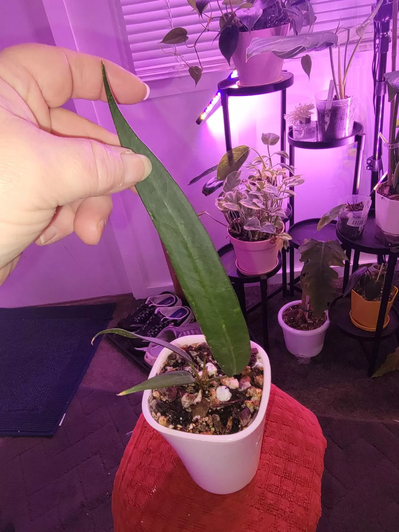 plant/💥Anthurium Wendlingeri-0