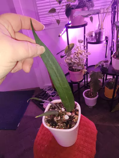 plant/💥Anthurium Wendlingeri-0-thumbnail