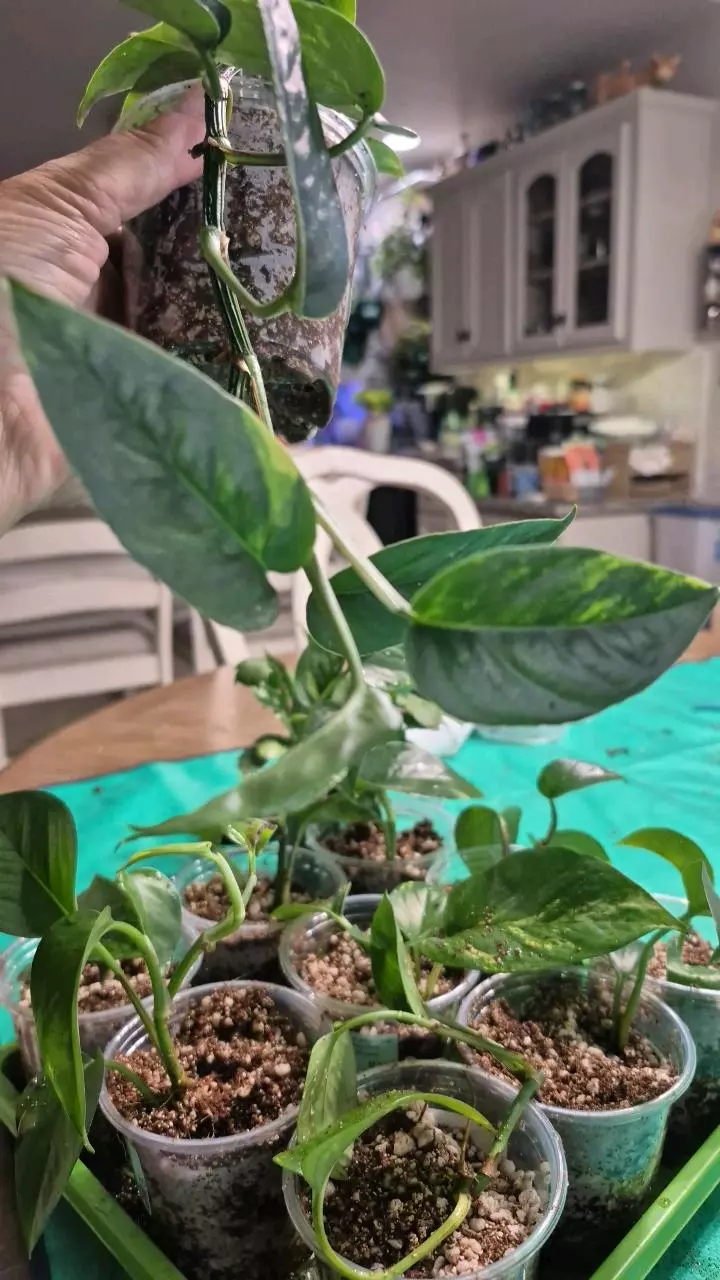 plant/🐺 8319 Epipremnum Pinnatum Yellow Flame Pothos-1