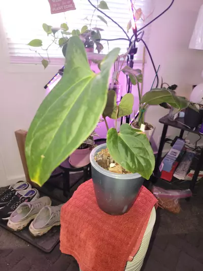 plant/💥Anthurium Jungle Dreams (Besseae aff x Pinkleyi)
Comes in planter-1-thumbnail