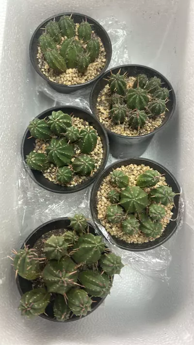 plant/P13 Euphorbia Tritons ‘Rubra’-0-thumbnail