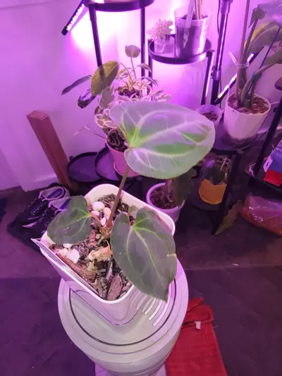 plant/💥Anthurium Besseae AFF-1-thumbnail