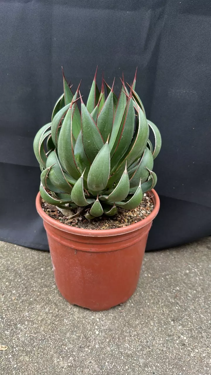 plant/Mangave Praying Hands-5