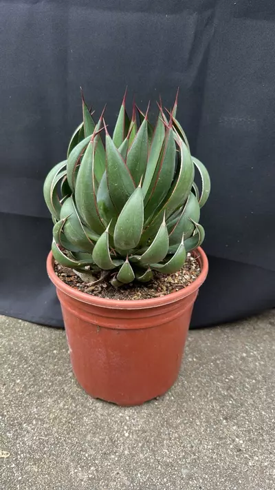 plant/Mangave Praying Hands-5-thumbnail