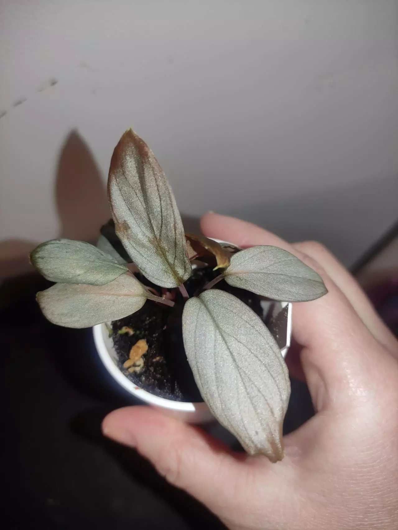 plant/Homalomena sp. Platinum velvet-1