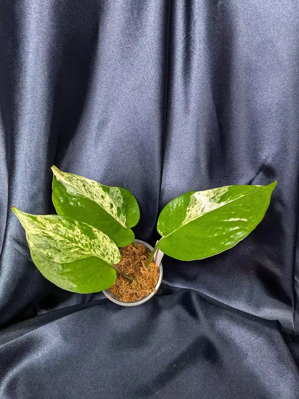 plant/Epipremnum Teruno Happiness-0