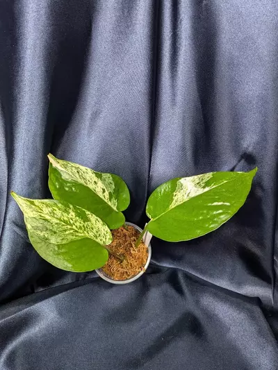 plant/Epipremnum Teruno Happiness-0-thumbnail