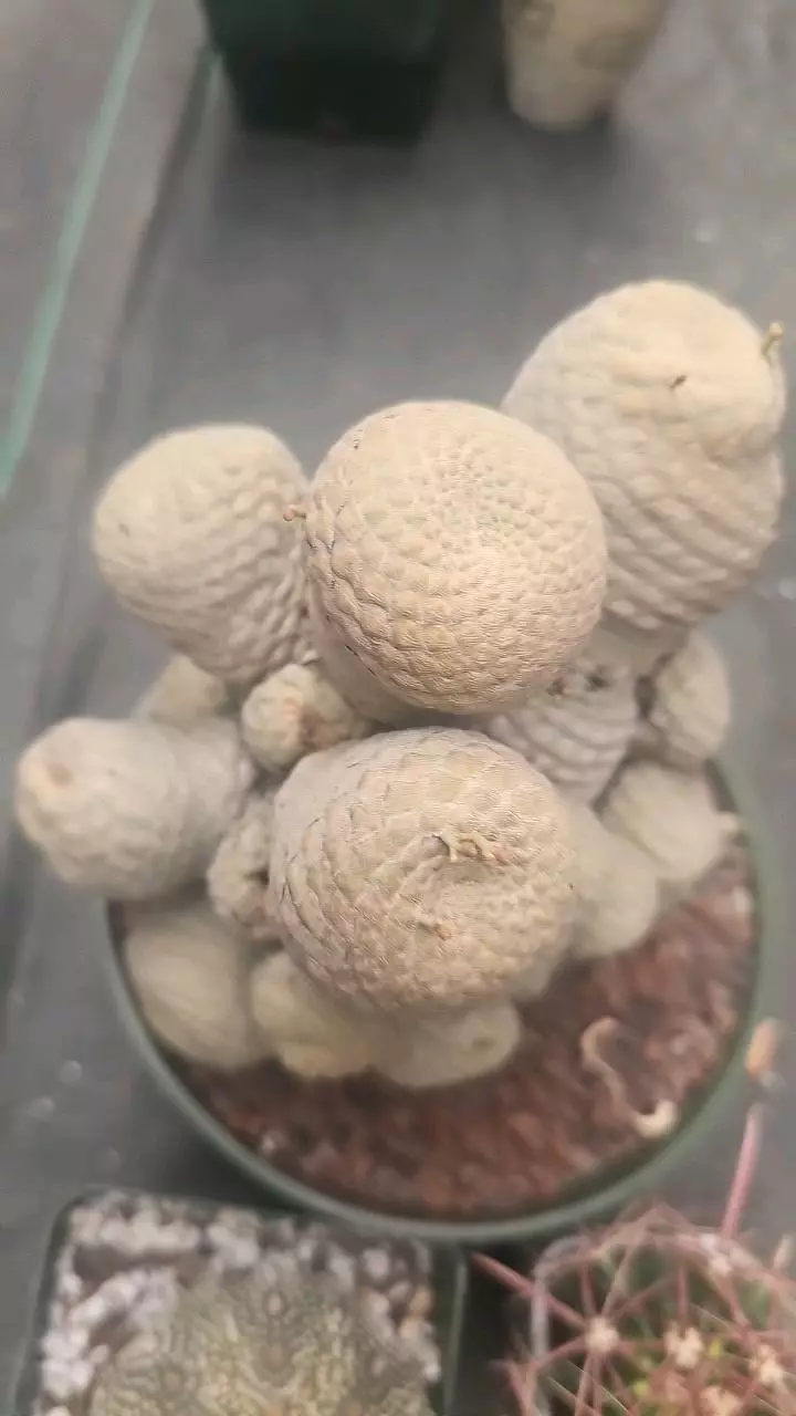 plant/Bundle worth $360-1