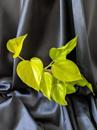 plant/Epipremnum Teruno Champs-Elysees-1-thumbnail