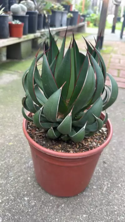 plant/Mangave Praying Hands-1-thumbnail