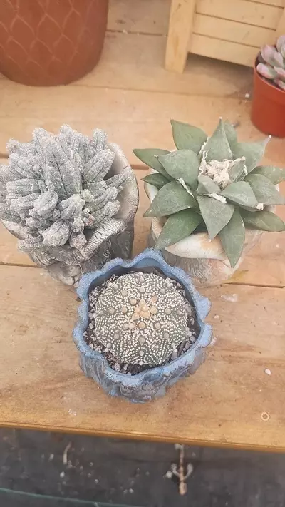 plant/Bundle worth $345-0-thumbnail