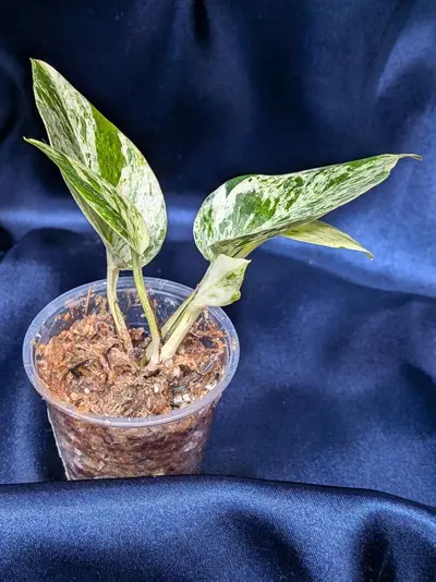 plant/Teruno Cast Epipremnum-3-thumbnail