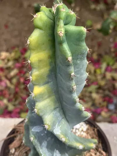 plant/2380 Variegated Cereus forbesii spiralis | Spiral Cactus | 6” Pot-1-thumbnail