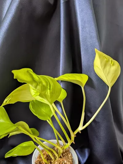 plant/Epipremnum Teruno Champs-Elysees-2-thumbnail