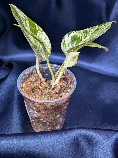 plant/Teruno Cast Epipremnum-2-thumbnail