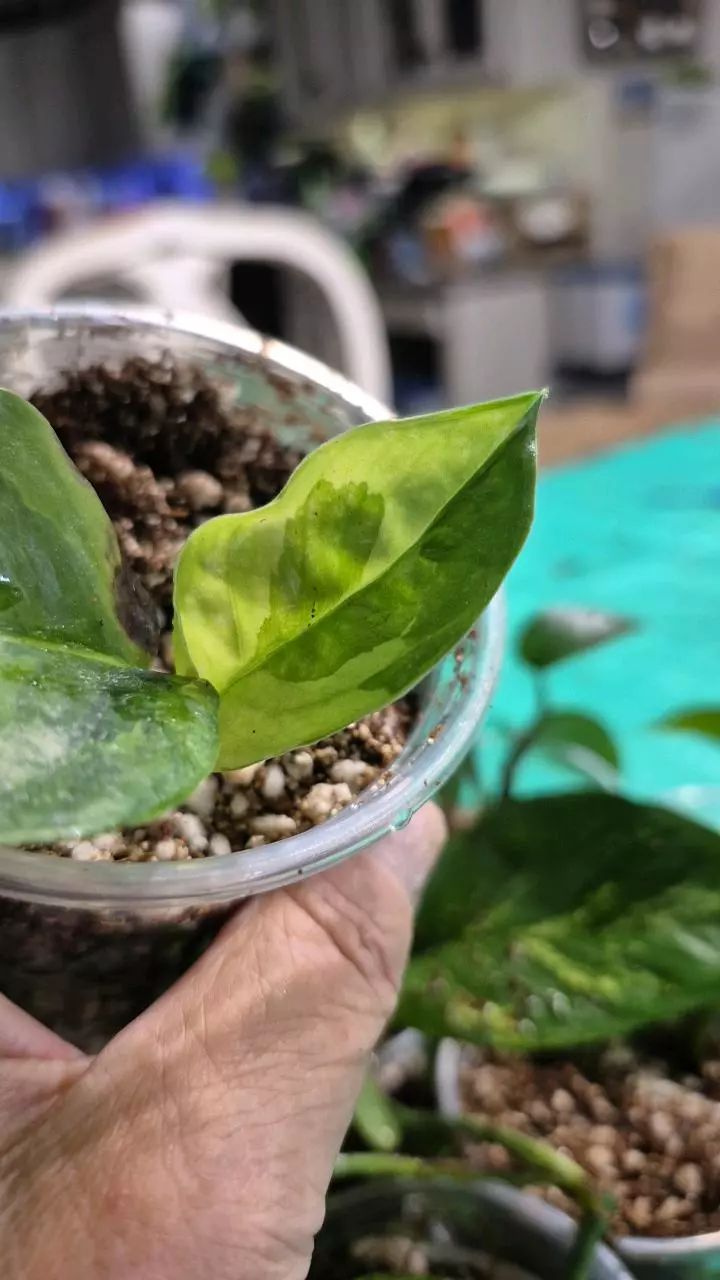 plant/🐺 8332 Epipremnum Aureum Washio Emerald Pot-1