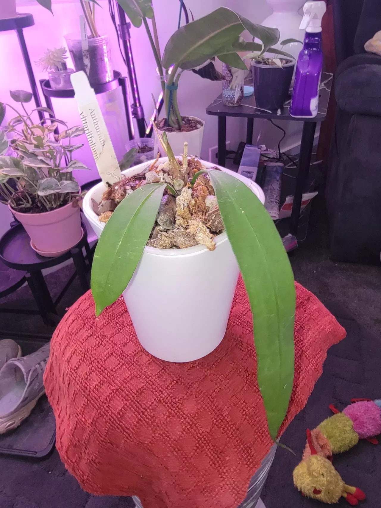 plant/💥Anthurium Vittarifolium comes in planter-0