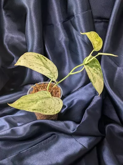 plant/Scindapsus Jade Satin Marble-1-thumbnail