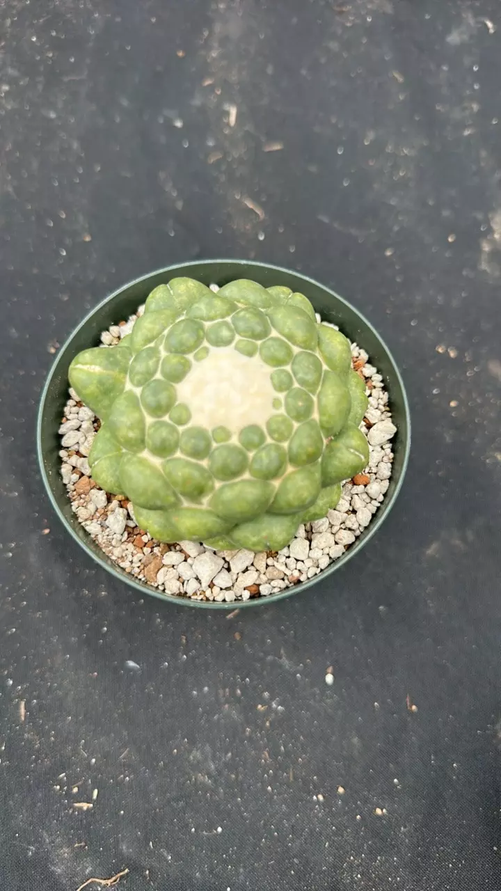 plant/Coryphanta in 5 inch pots-1