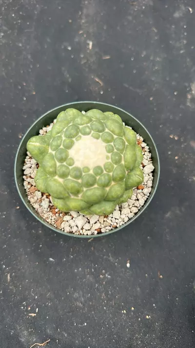 plant/Coryphanta in 5 inch pots-1-thumbnail