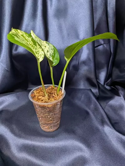 plant/Epipremnum Teruno Happiness-1-thumbnail