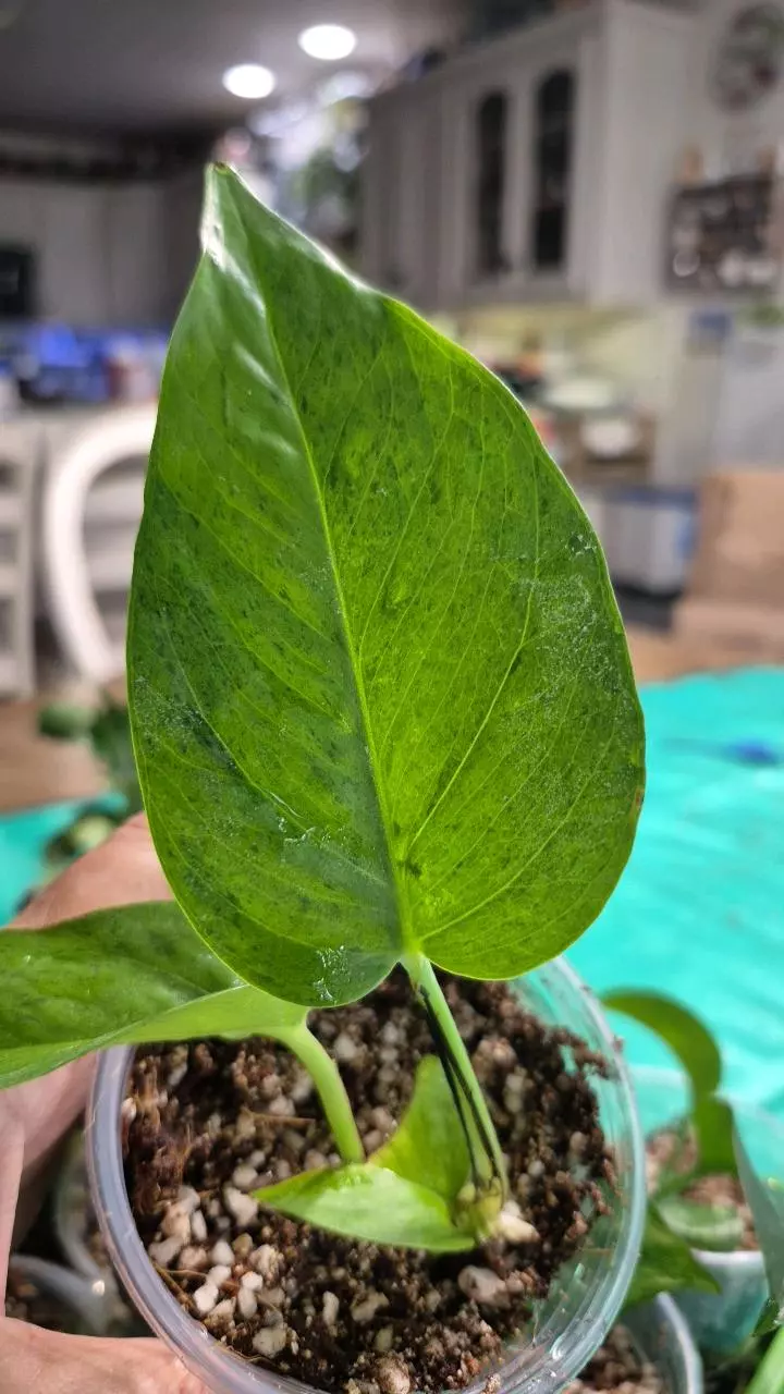 plant/🐺 8320 Epipremnum Aureum Teruno #6 Carnival-2