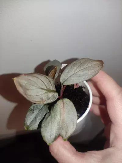 plant/Homalomena sp. Platinum velvet-0-thumbnail
