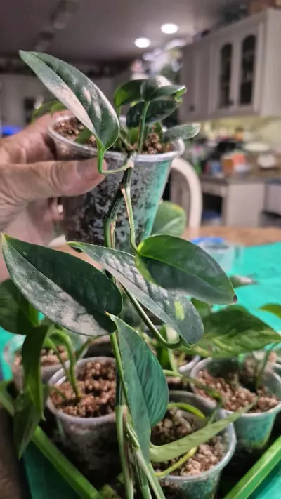 plant/🐺 8319 Epipremnum Pinnatum Yellow Flame Pothos-2-thumbnail