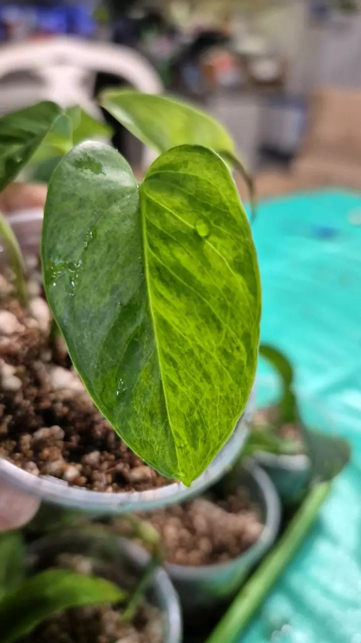 plant/🐺 8321 Epipremnum Aureum Teruno #6 Carnival Pothos-1