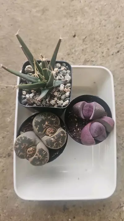 plant/Bundle worth-0-thumbnail