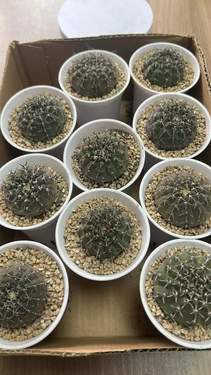 plant/P10  Neochilenia napinavar. nigrispina. 1pcs-0