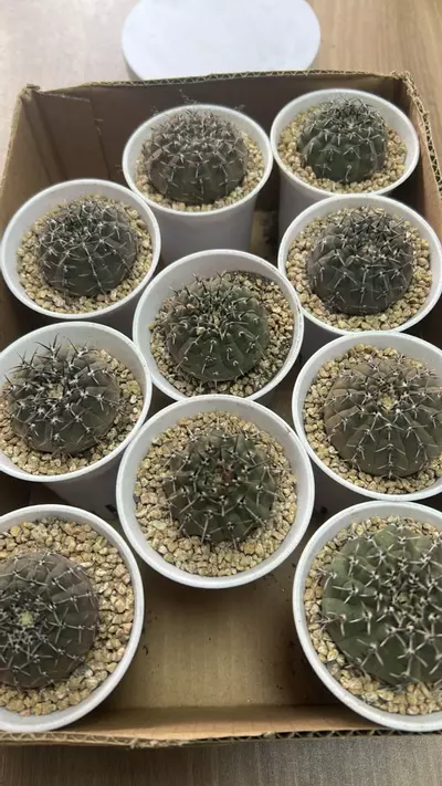 plant/P10  Neochilenia napinavar. nigrispina. 1pcs-0-thumbnail