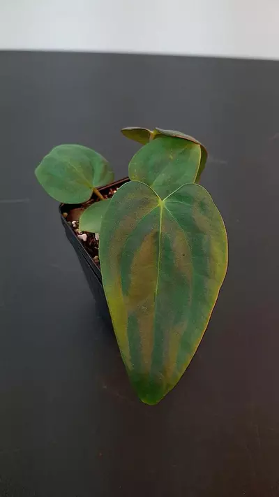 plant/A312 Papillaminum Corduroy Anthurium-2-thumbnail