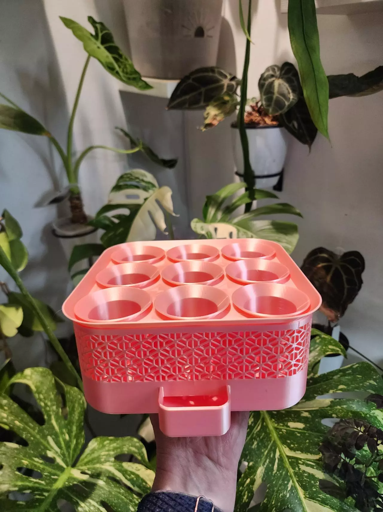 plant/Pink Silk vacation tray with printed cups-0