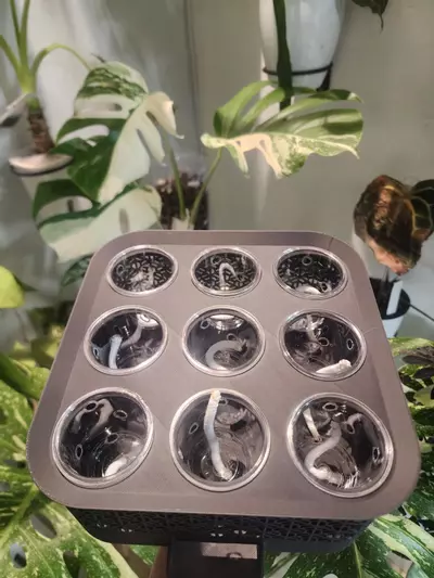plant/Black Vacation Tray with clear cups-2-thumbnail