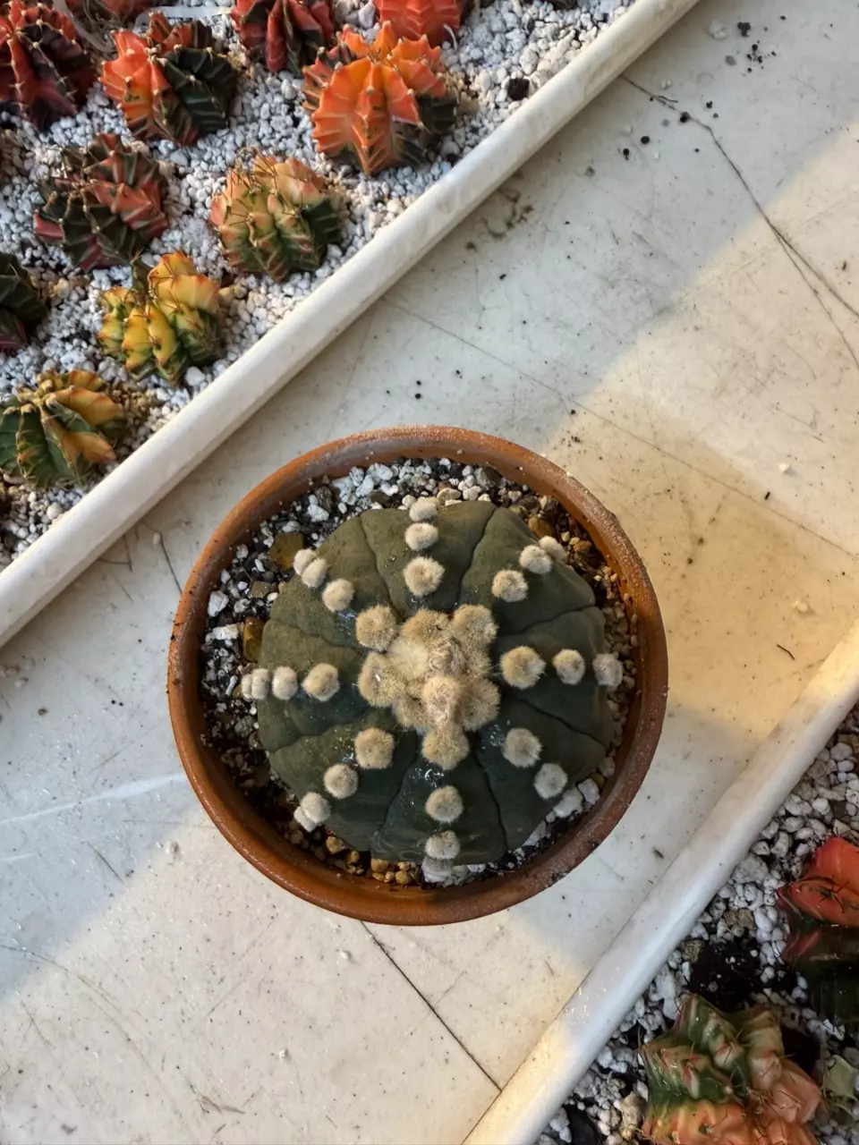 plant/Astrophytum Ooibo-0