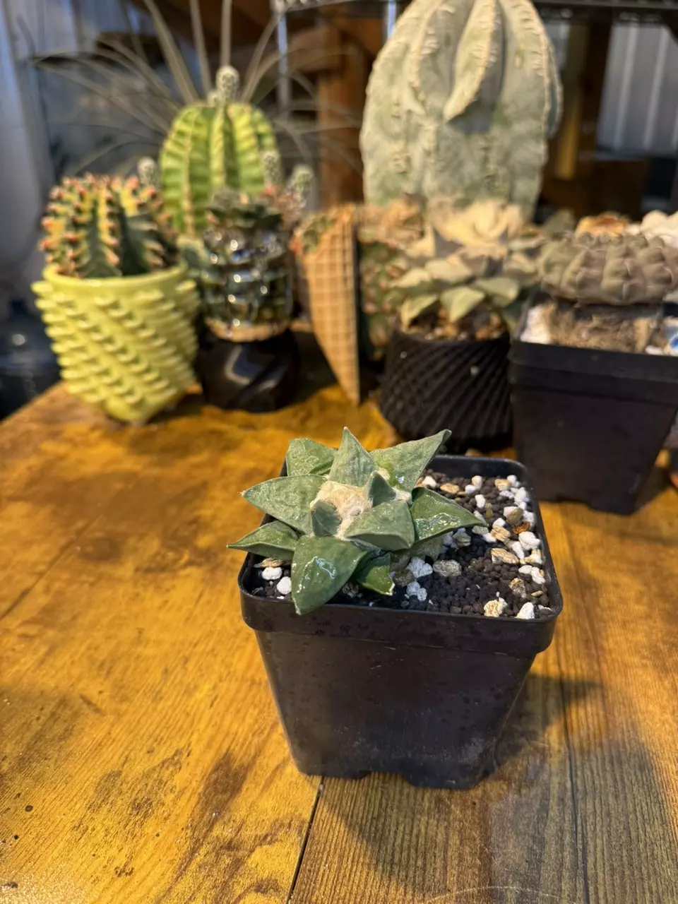 plant/Ariocarpus Retusas cv Cauliflower #2-0