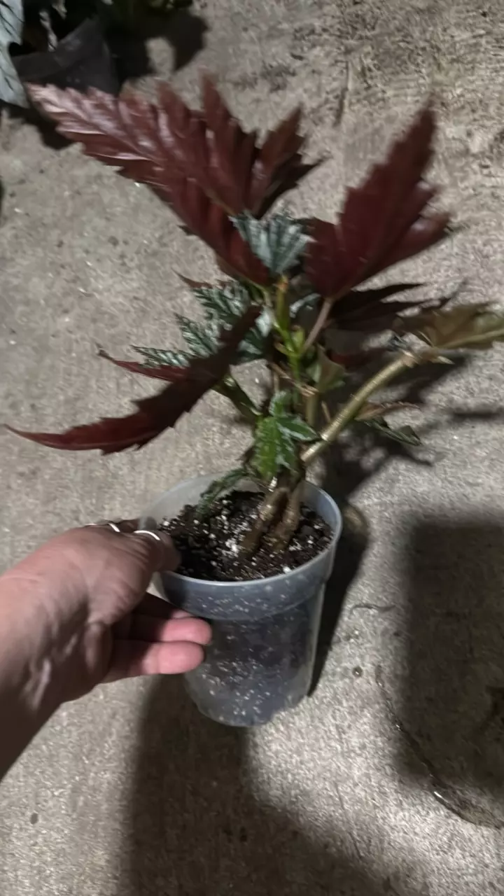 plant/Begonia Sophie-1