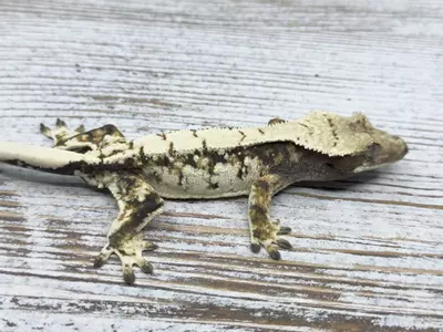 plant/371r5a 18g Male Drippy White Spot Harley HOLDBACK-0-thumbnail