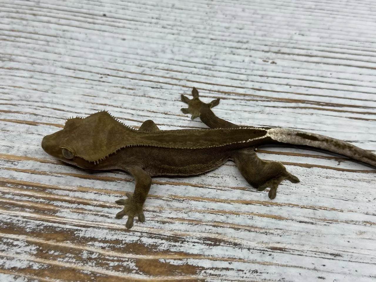 plant/376aR5 8g PPV? Phantom Super Stripe-0