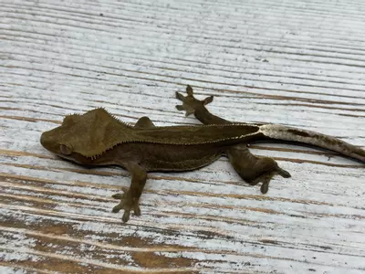 plant/376aR5 8g PPV? Phantom Super Stripe-0-thumbnail