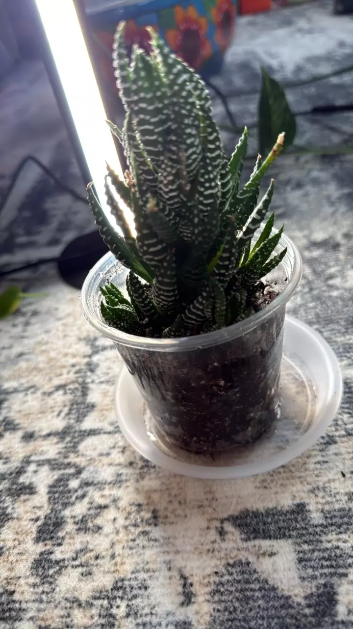 plant/zebra haworthia succulent-0