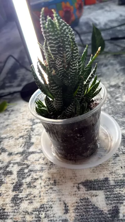plant/zebra haworthia succulent-0-thumbnail