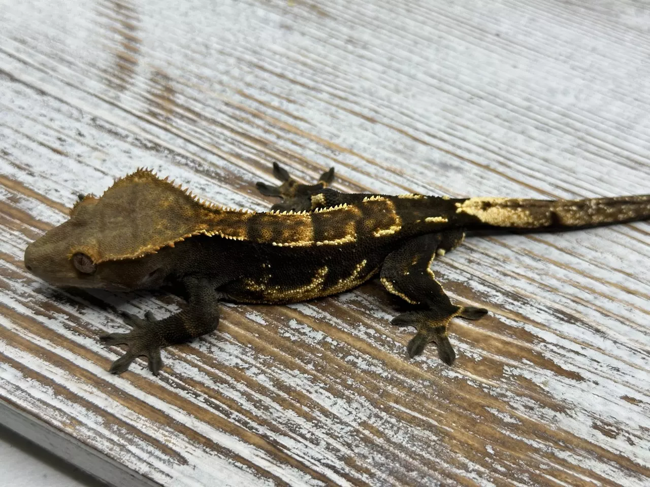 plant/32r2 23g Male Dark Partial Pin-1