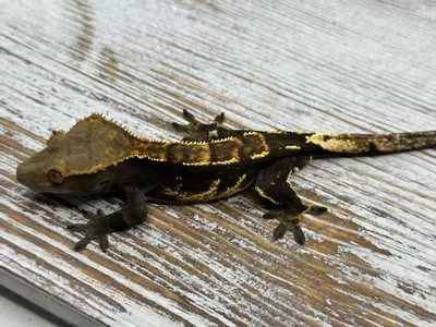 plant/32r2 23g Male Dark Partial Pin-1-thumbnail