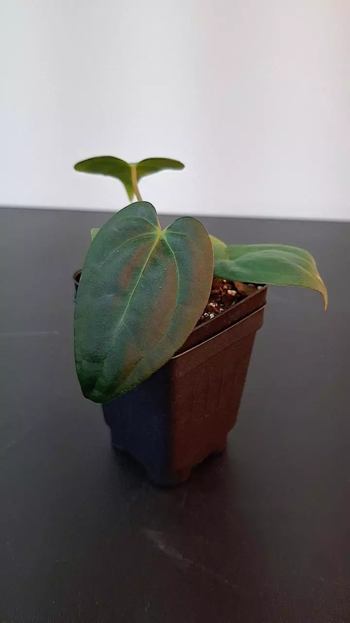 plant/A312 Papillaminum Corduroy Anthurium-1