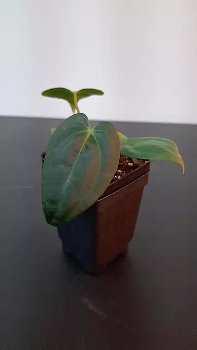 plant/A312 Papillaminum Corduroy Anthurium-1-thumbnail