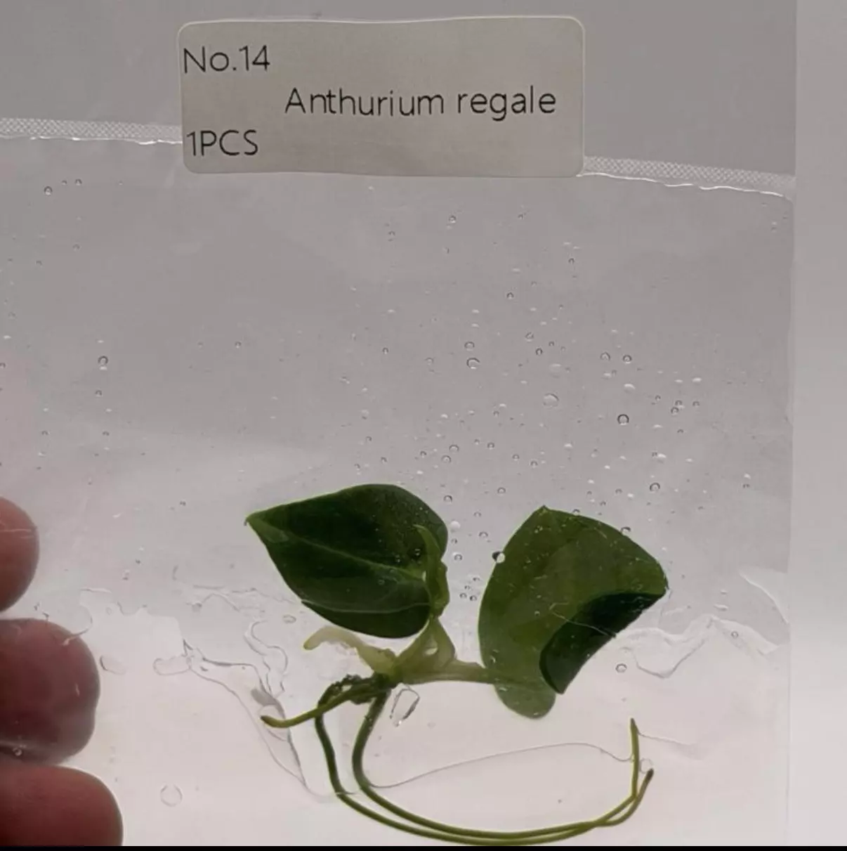 plant/Anthurium Regale Tissue Culture Plant – Rare Velvet Anthurium (TC)-1